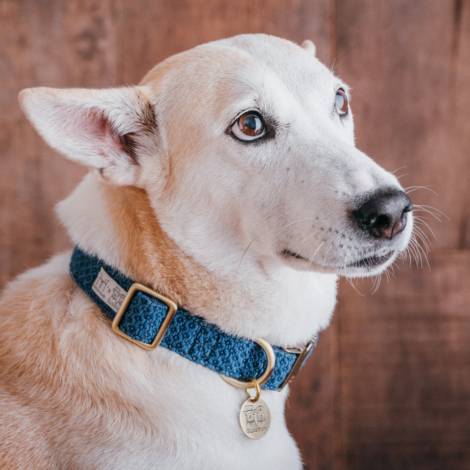 Dog Collars Indigo x Indigo - Human & Hound